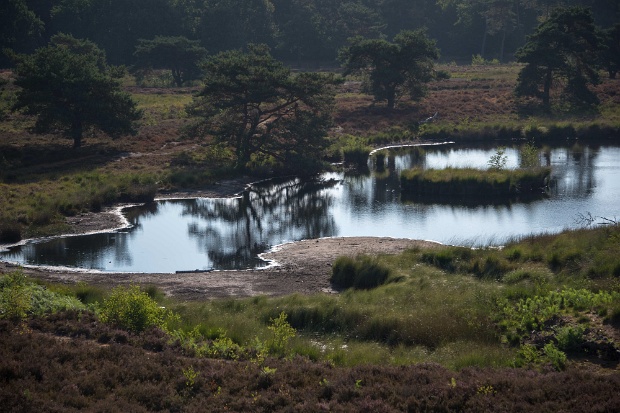 Natuur Afferden zucht onder droogte 05-08-2018
