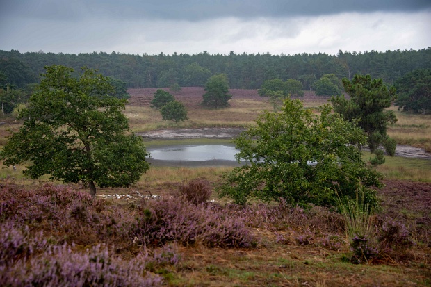 Natuur rondom Afferden 30-08-2020