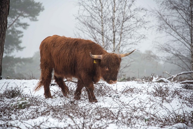 Dun laagje sneeuw op zondagmorgen 17-01-2021