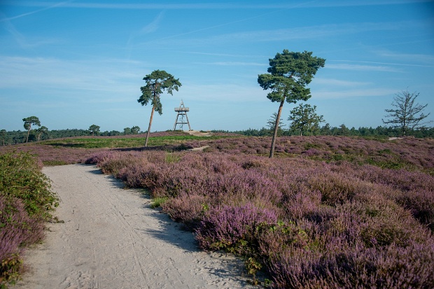 Heide in bloei 25-08-2021